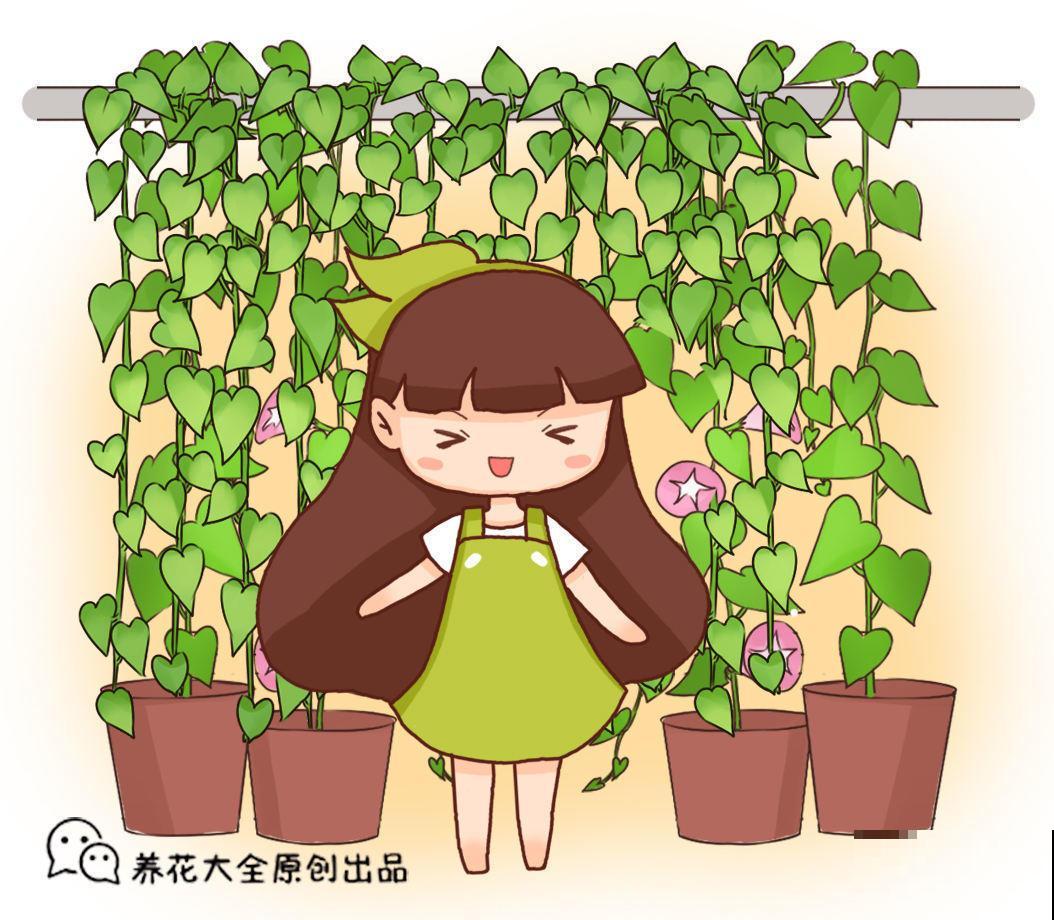 6种花挂窗边，1个月垂下2米长，呼呼窜成绿帘子！
