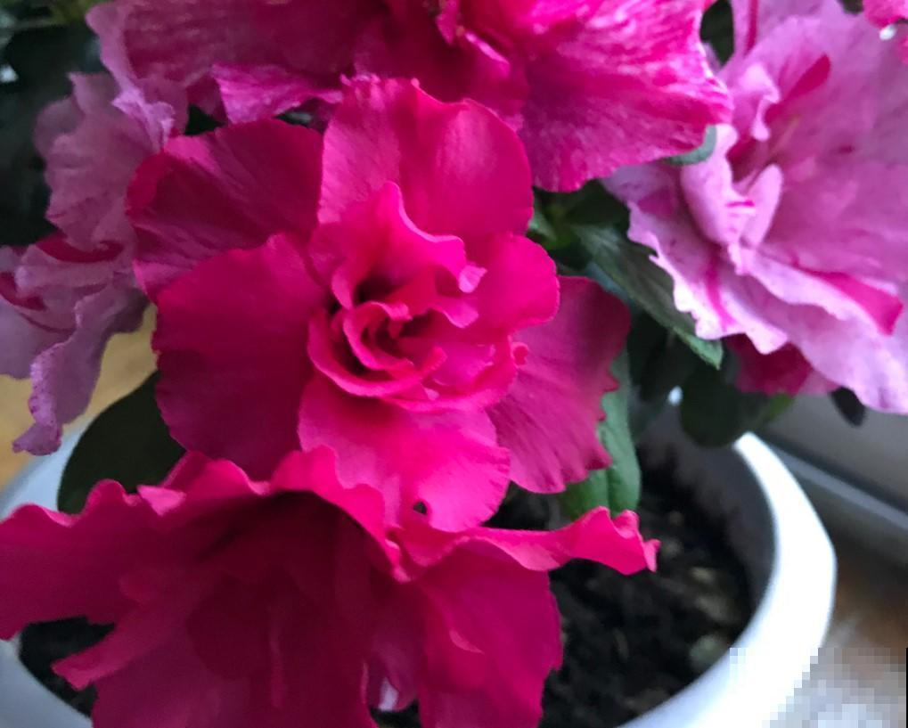 北方就得这么养，杜鹃花越养越好，爆开60朵花！