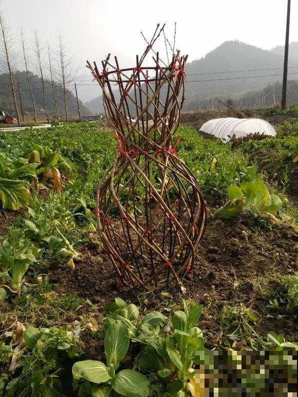 她家植物咋变身大花瓶？邻居见了惊声称奇，不惜花大价钱买走！