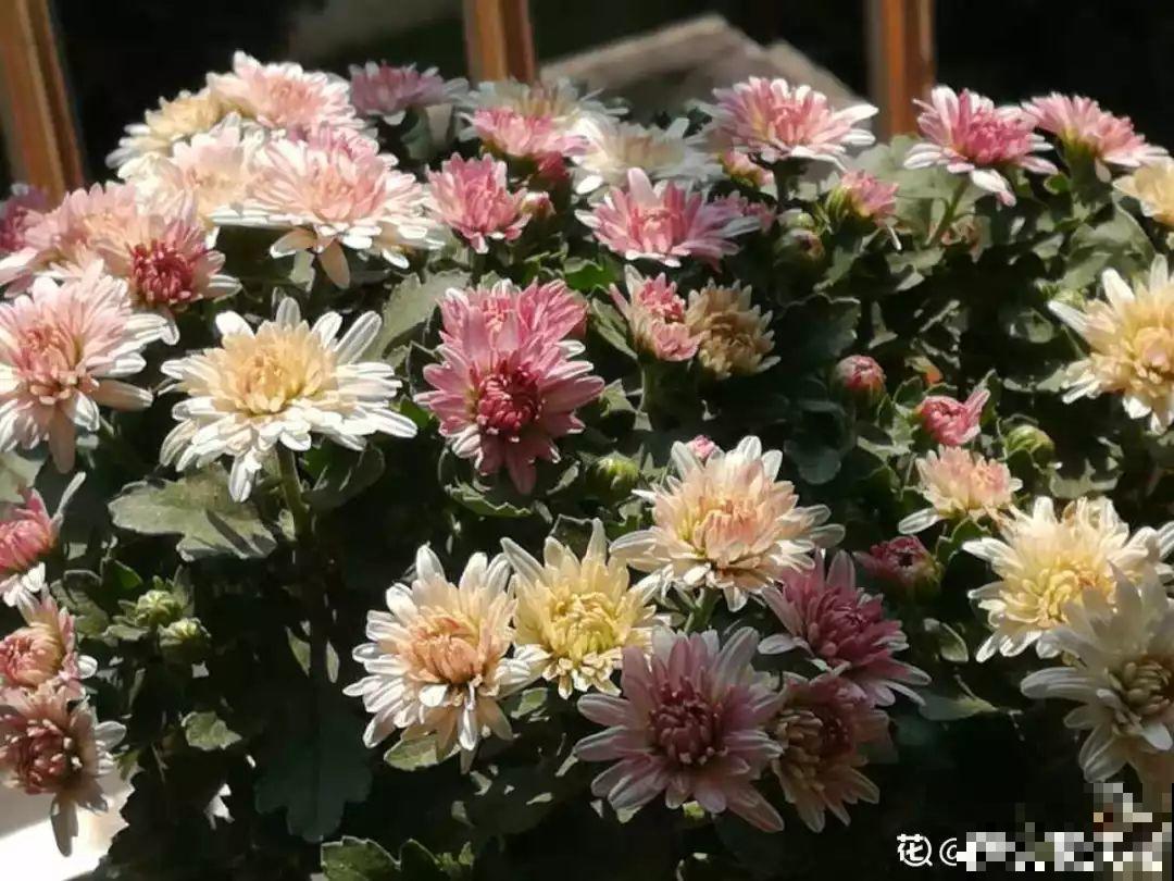 老丝瓜不要丢，剪碎了垫盆底，养花10年不烂根！