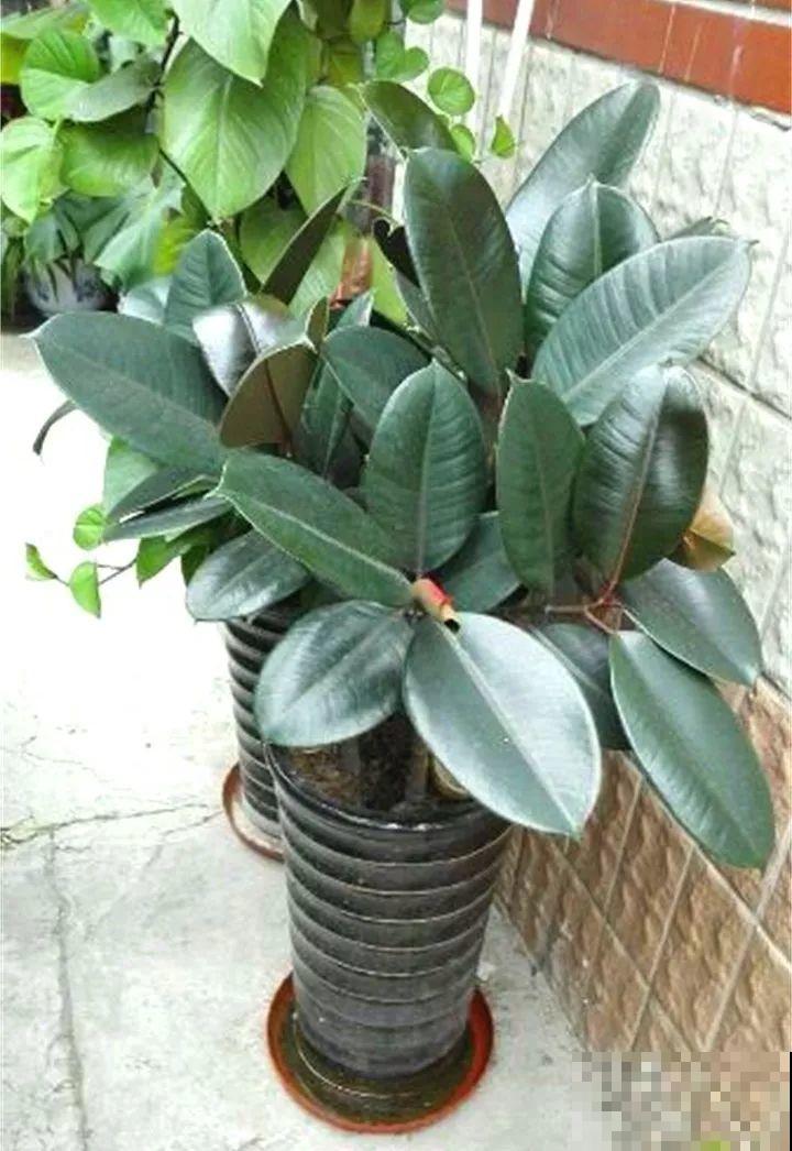4种花狠心剃光头，剪完就能发新芽，蹭蹭长爆盆！