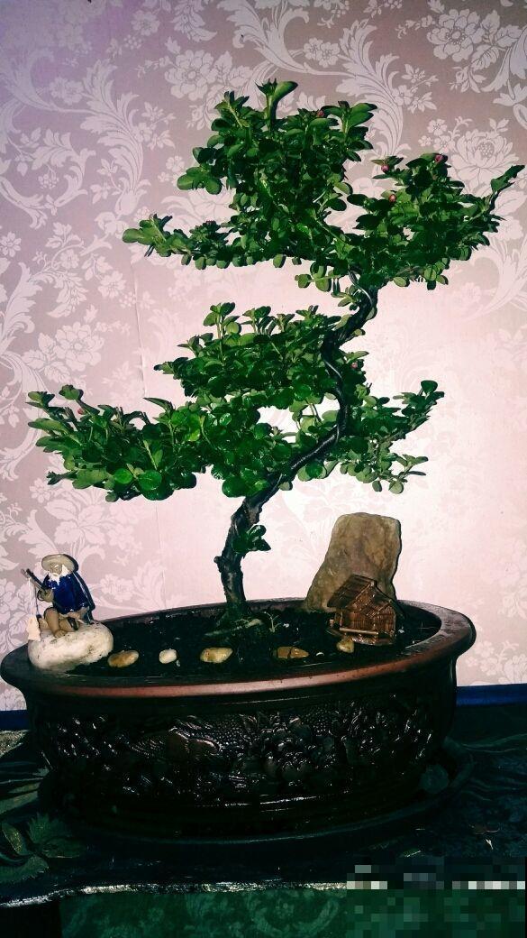 这罗汉松一修剪就出形，不开花都很美，仔细闻还有香味！