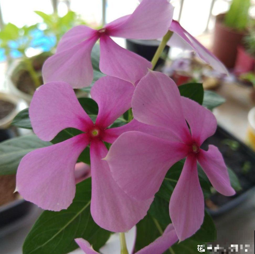 这4种花能开好几个月，窗台再小也能养，年年开爆盆！