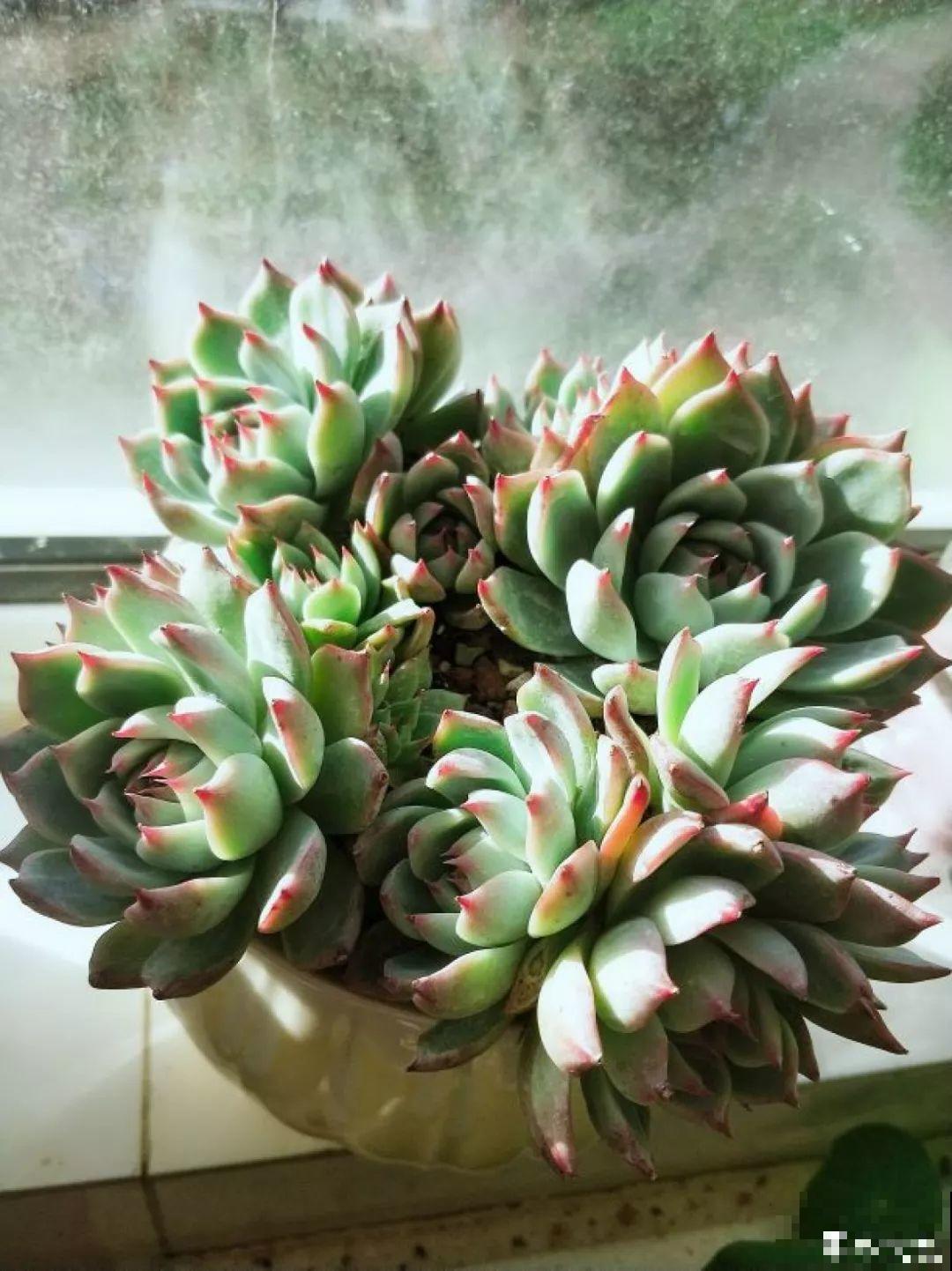 现在买多肉，就得挑不怕冻的，这3种尤其爱爆盆！