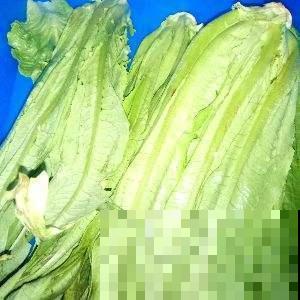 家庭种菜就选它，不用花钱就能吃上新鲜蔬菜，菜香飘十里