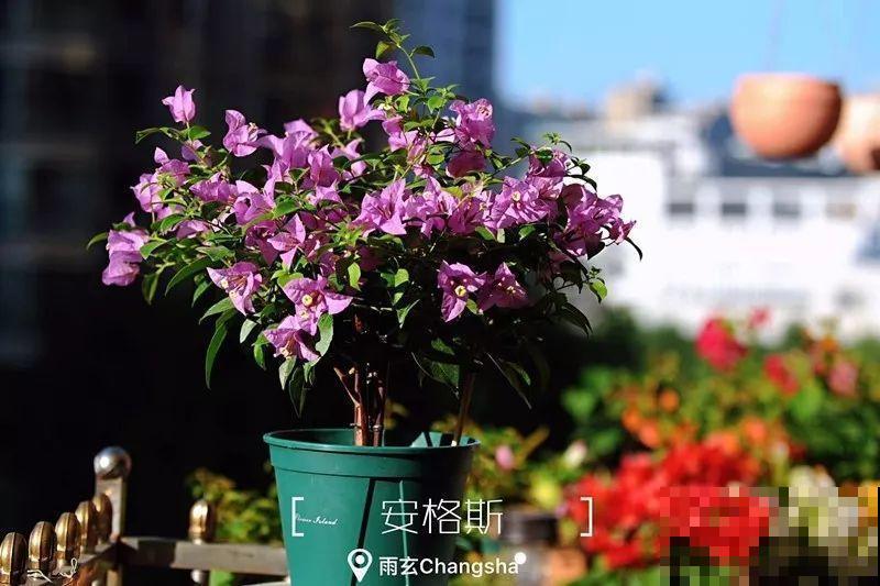 家里有三角梅的，露养断水2个月，安全越冬不用愁！
