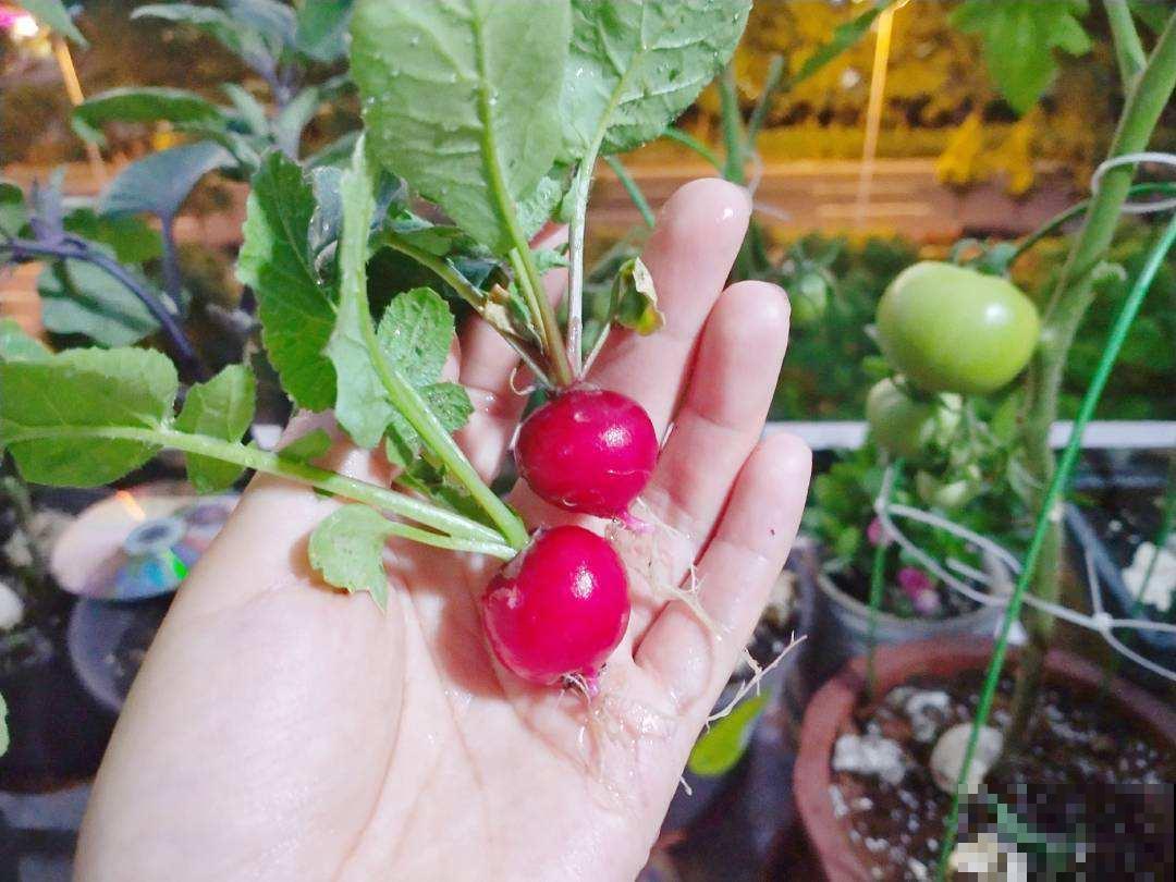 冬吃萝卜夏吃姜，这萝卜真袖珍，就适合在家种