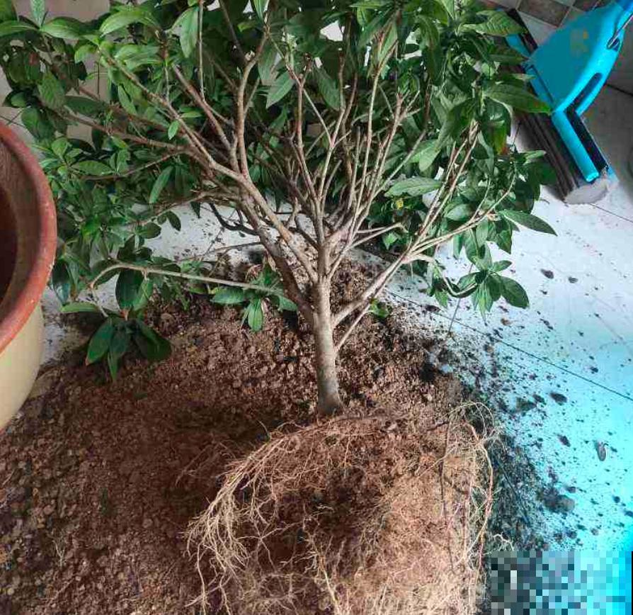 这种土继续用，小心接着烂根，被怪没提醒！