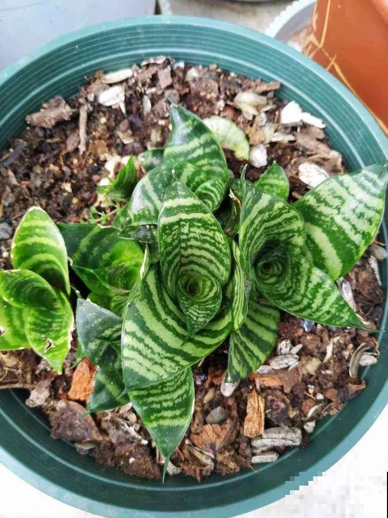 养这3种花真挣钱，今年种1棵，明年能收获一麻袋！