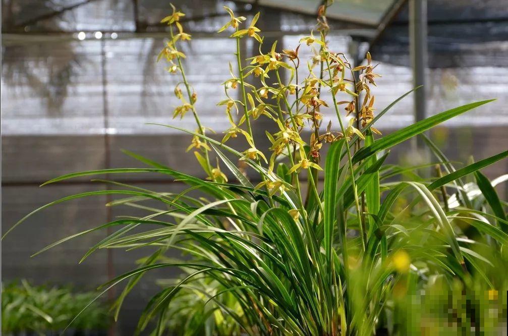 兰花最全养护要点，一年四季绿油油，开花还能香满屋！