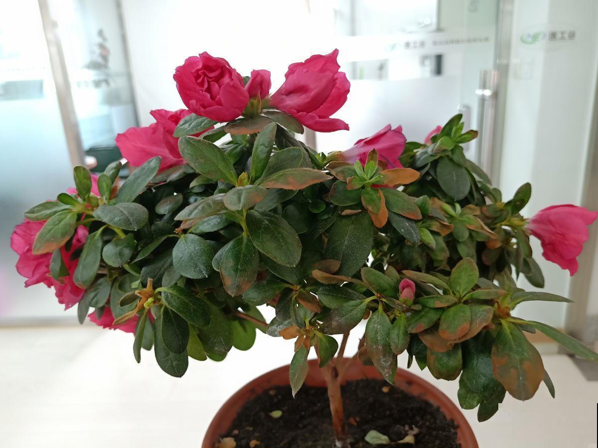 这花开起来真好看，花期还长，这样做不落叶！
