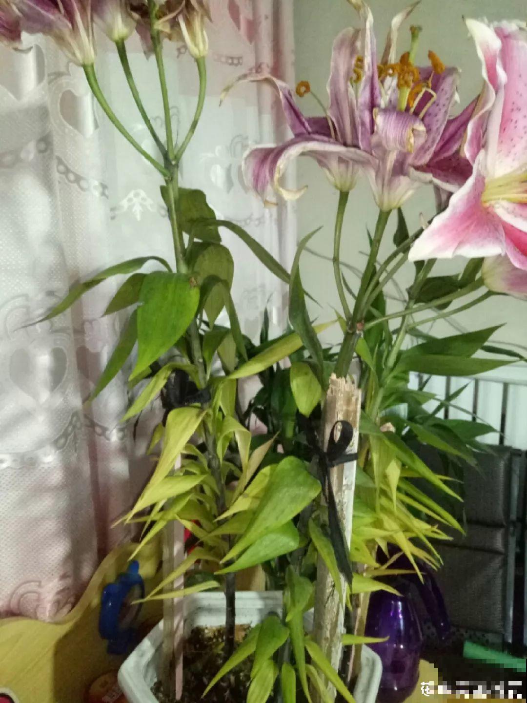 这花开败后，别着急剪叶子，小心明年不开花！
