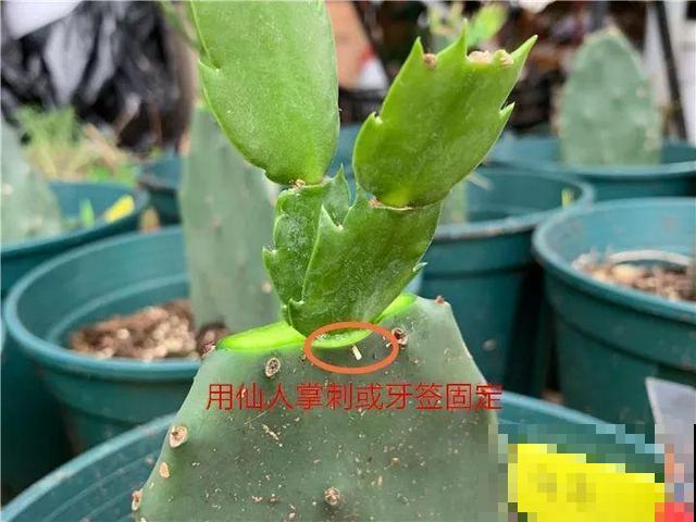 这3种花超耐旱，半个月不浇水，反而开花更多