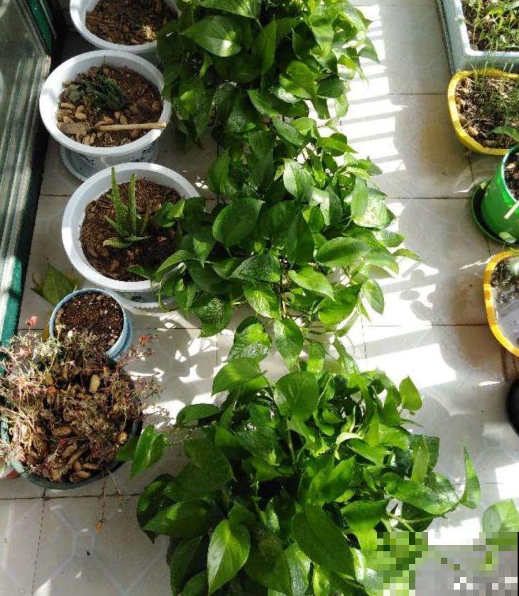 秋冬养花，这种水就别再浇了，不然叶子发黄还哗哗掉！