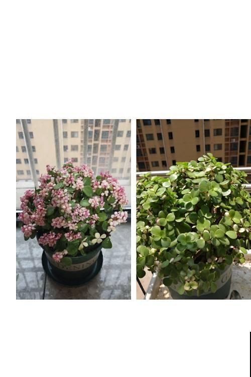 这植物真奇怪，叶子会变色，年龄越大颜色越浅！