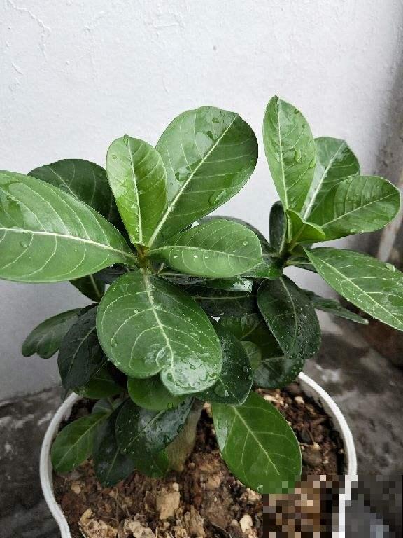 怪不得你家花动不动就烂根，这几件事万万做不得，赶紧住手！