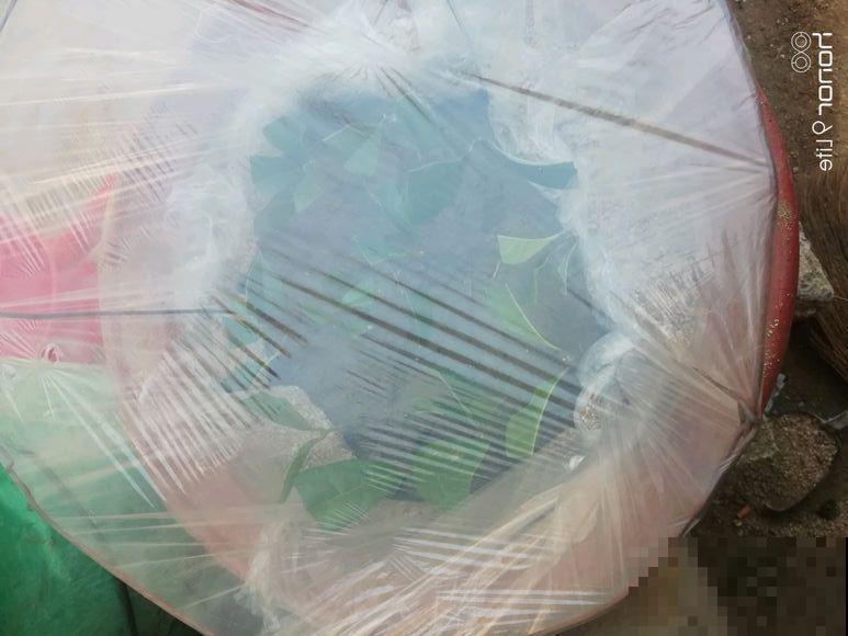 3种花，就得趁现在扦插，再晚就不生根了！