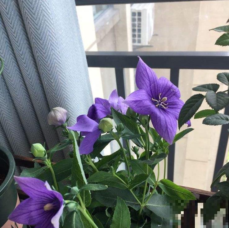 为何她家秋冬也能花团锦簇？原是种了这种花，几天就窜出一堆苗！