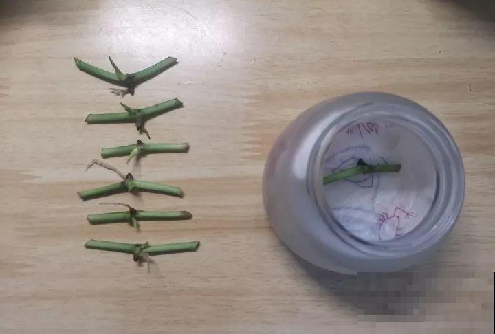 家里有这3种花还买啥，剪根枝条剁8段，沾土3天就发芽！
