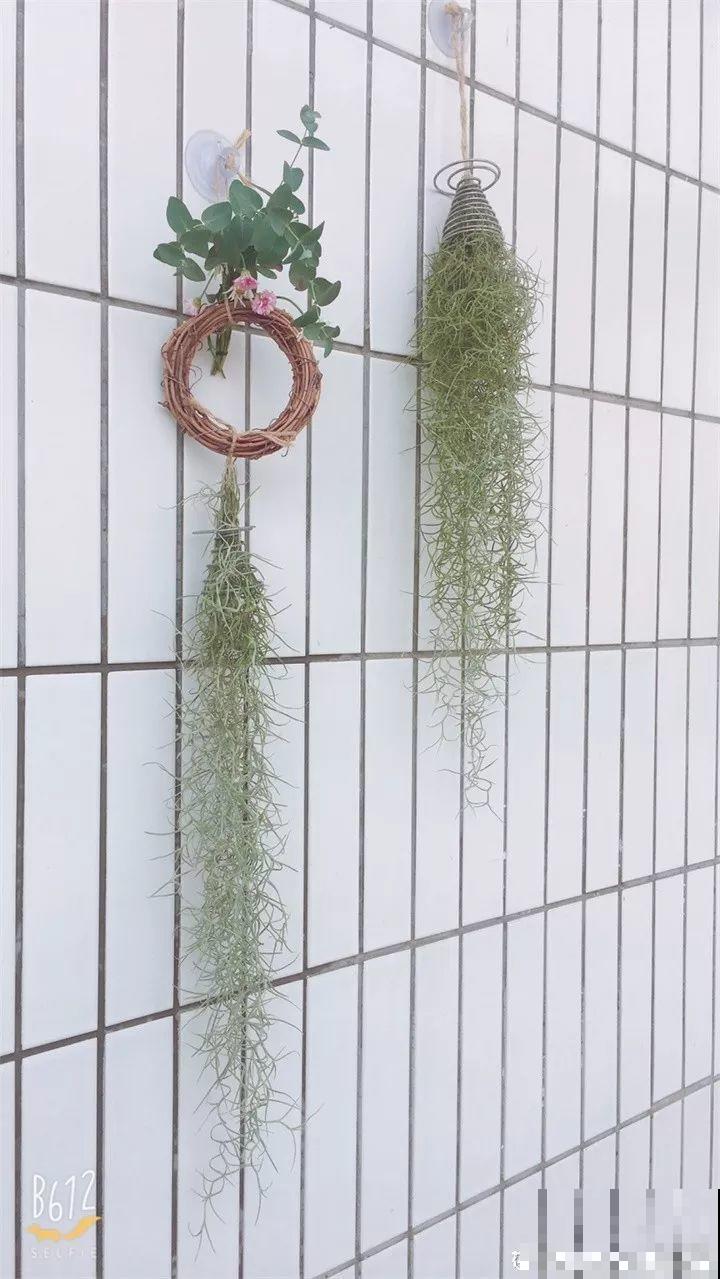 晾衣杆上挂满花，老妈整天气呼呼，一个月后乐开花！