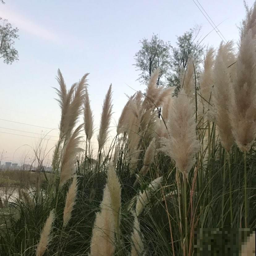 城里人喜欢在家养的野草，看着不起眼，开起花来太震撼了