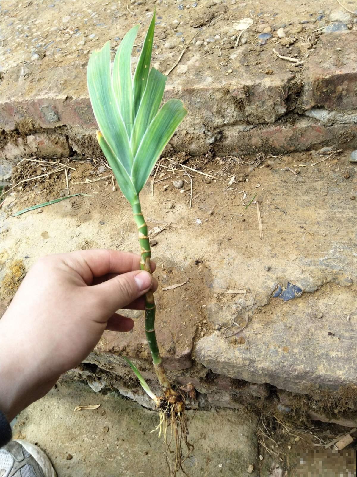 这野草根珍贵堪比金价，有缘人才能在野外碰见，近几年越来越少了