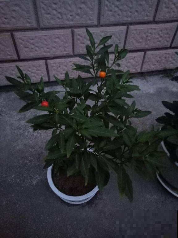 这花结出的果实像樱桃，实际上有毒，千万不要吃！