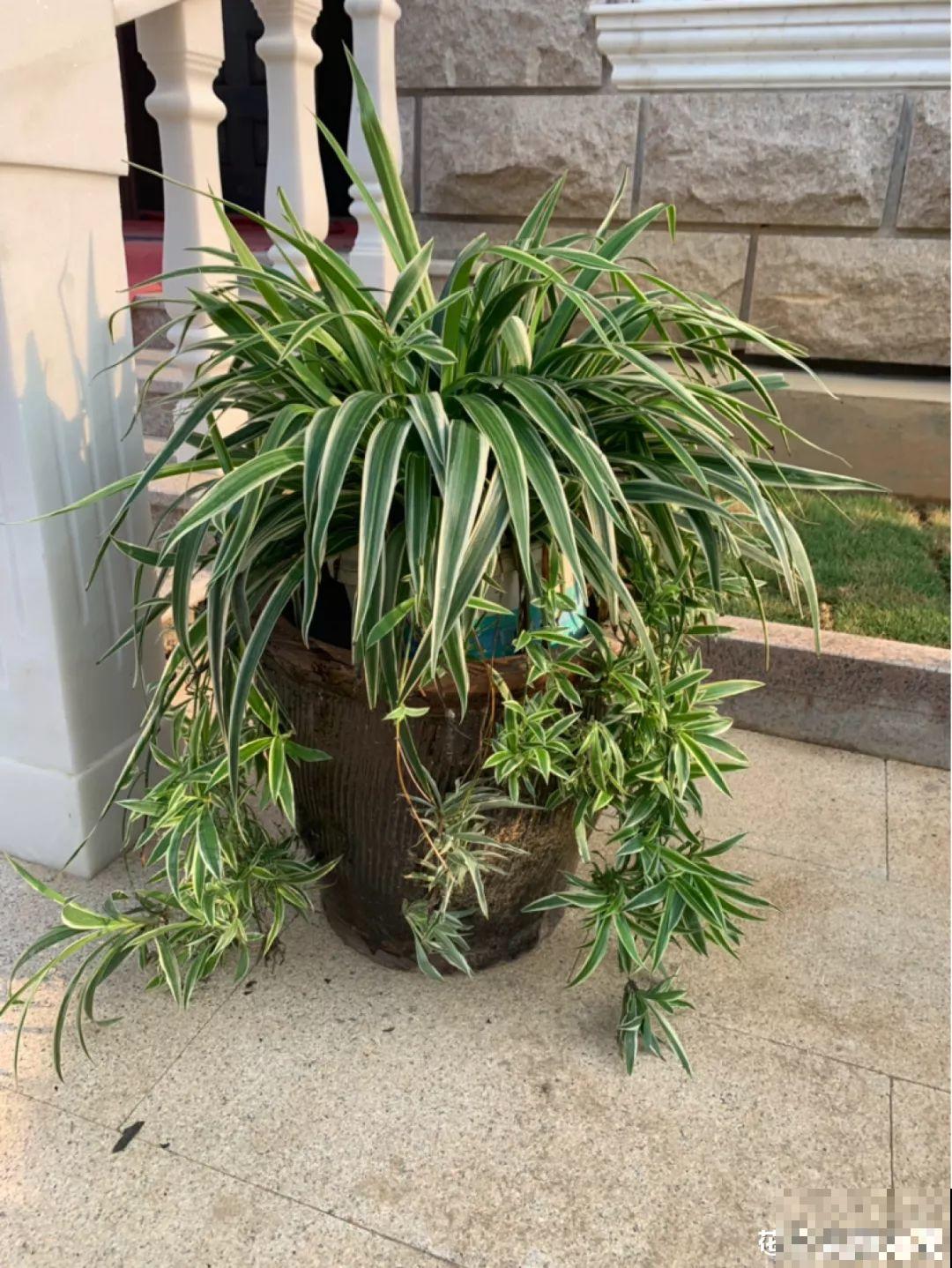敲个鸡蛋埋土里，吊兰猛蹿个，蹭蹭长成绿瀑布！