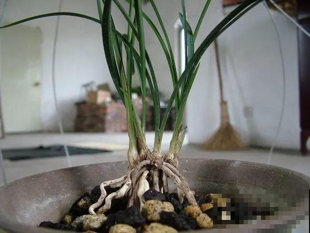 8种花秋冬要穷养，水一多就烂根，再不救只剩空盆！