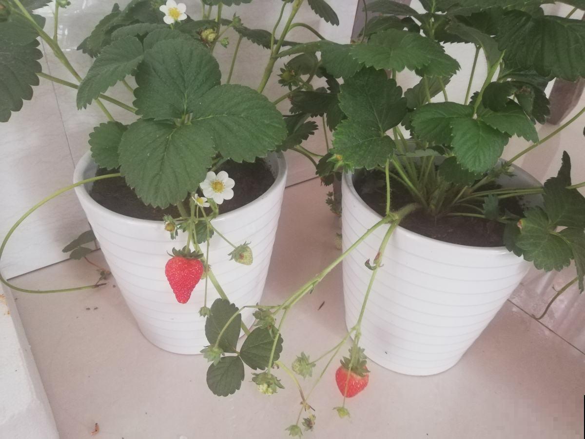 阳台上种菜总是有虫害，这该怎么办？解决方法在这