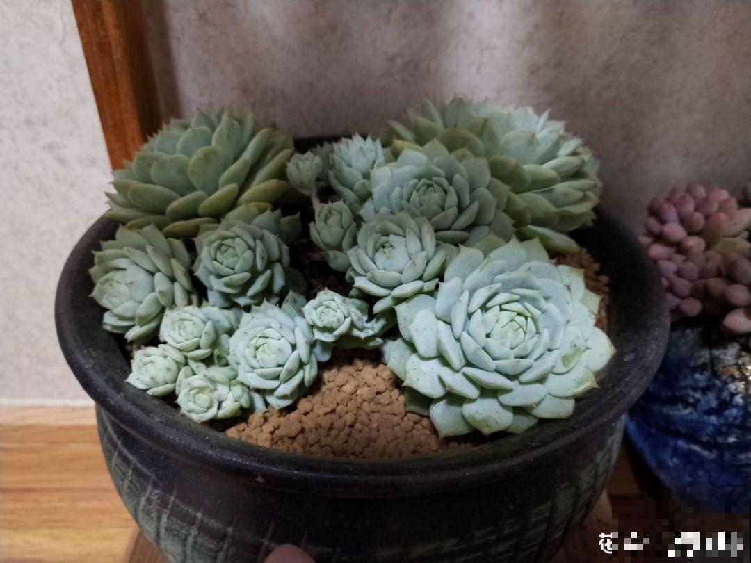 别人玉缀一盆栽5棵，而你就栽一棵，就这样还想爆盆？