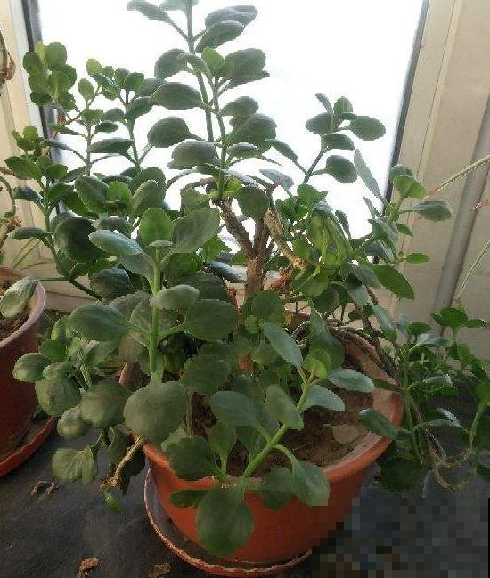 别人家的长寿能连开好几茬，赶紧学两招，免得光长叶子！