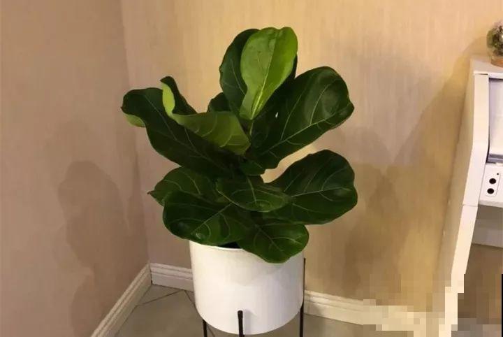 40种常见花，冬天就这么养，叶子绿油油照开不误！