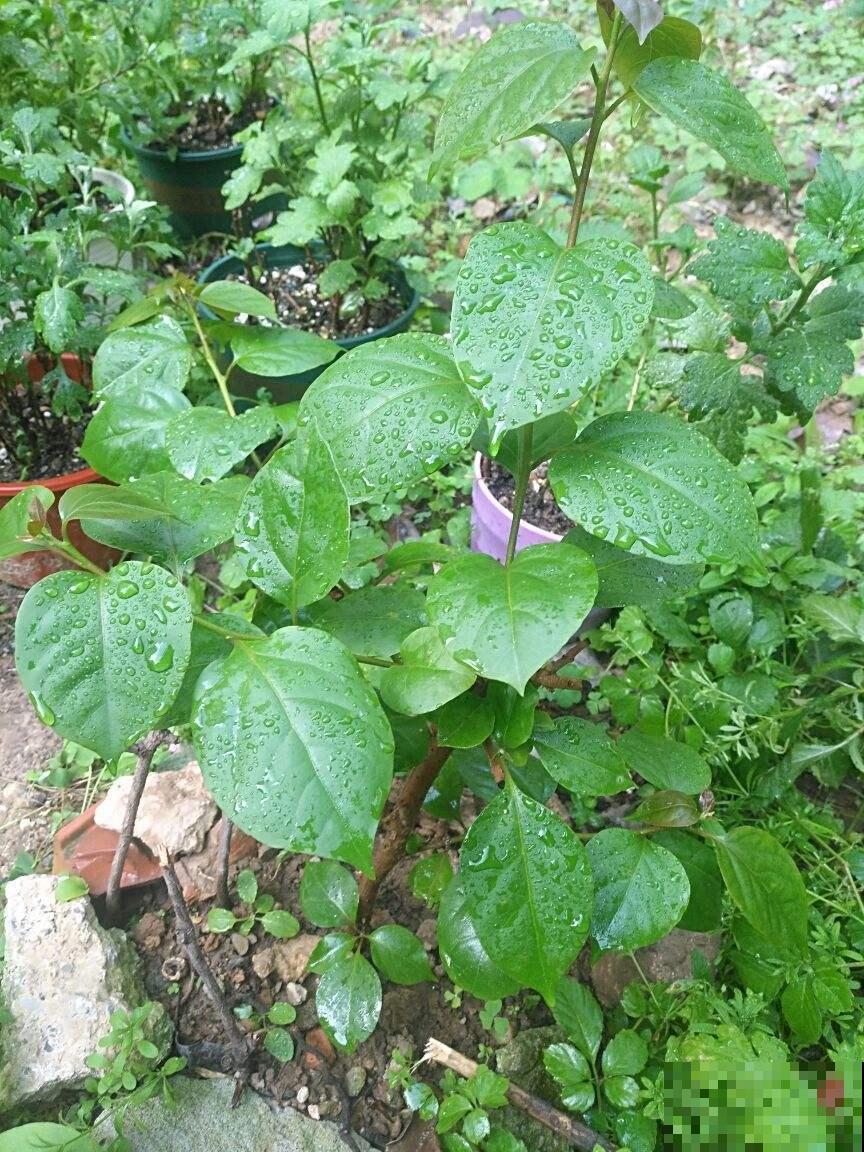 听老农说，农村这种草，名字不好听，却是有名的草药！