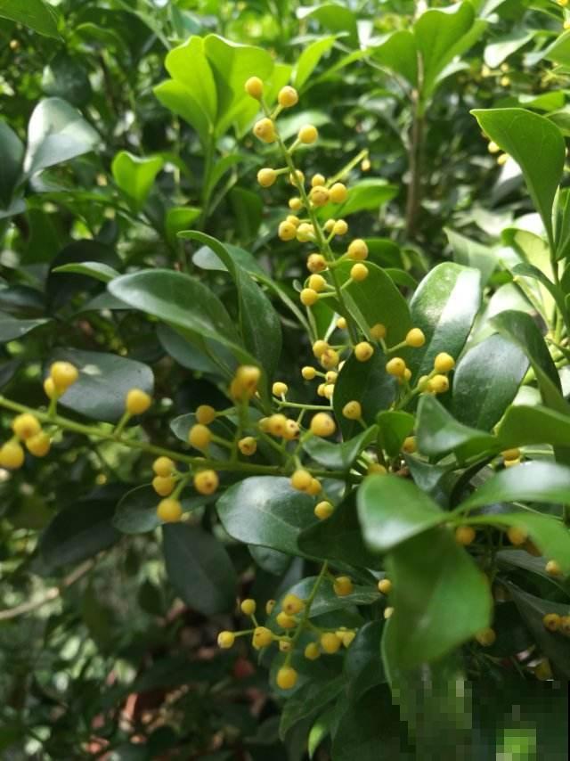 这花像兰花，秋冬这样养护不会落叶，记好了！