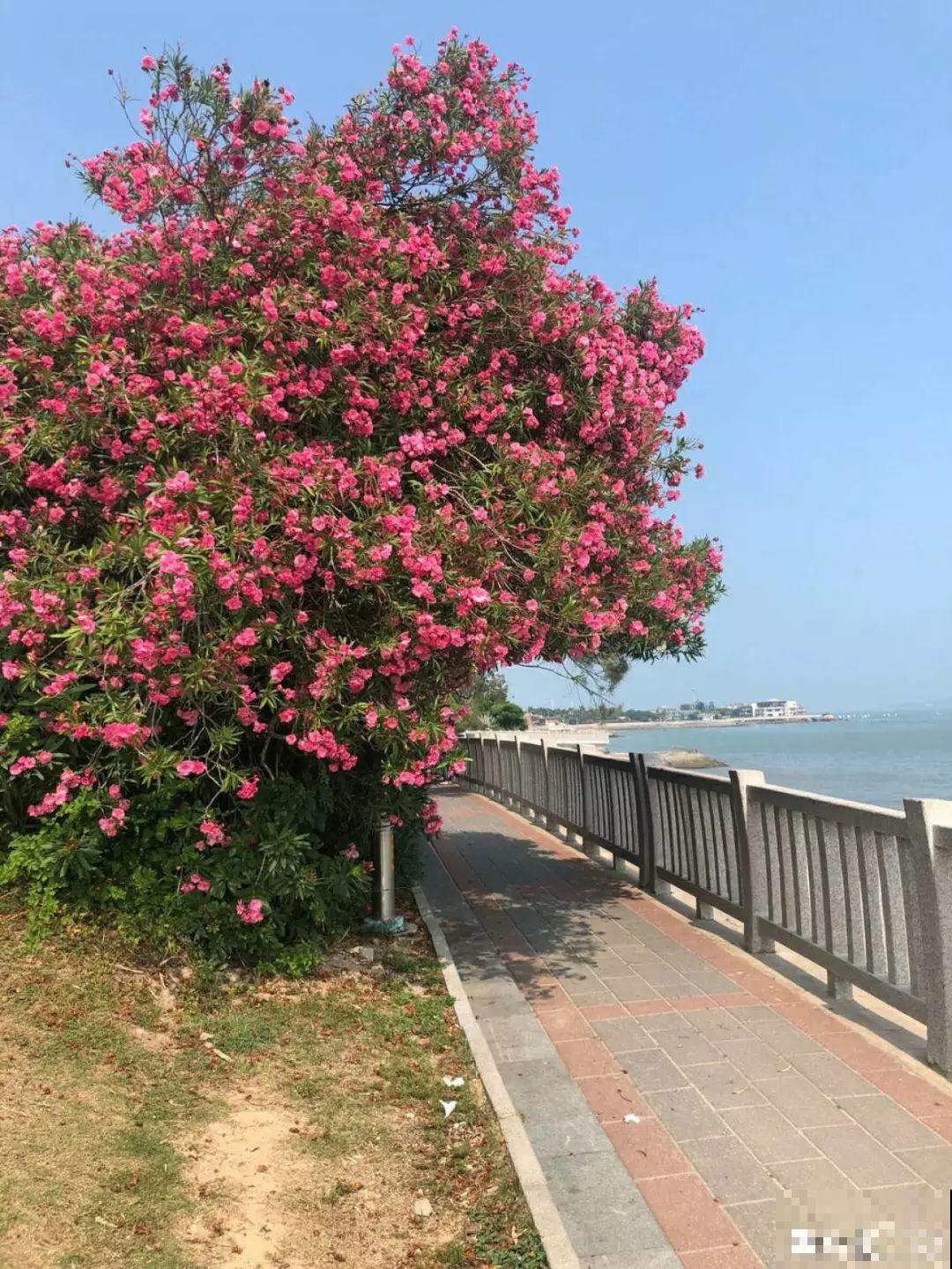 这15种花，别乱碰、别乱吃，家里能不养就不养！