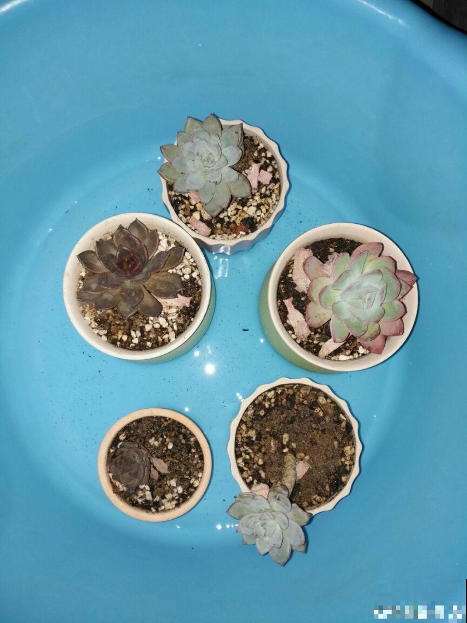 养多肉不能乱浇水，这5点不注意，不到冬天就只剩空盆！
