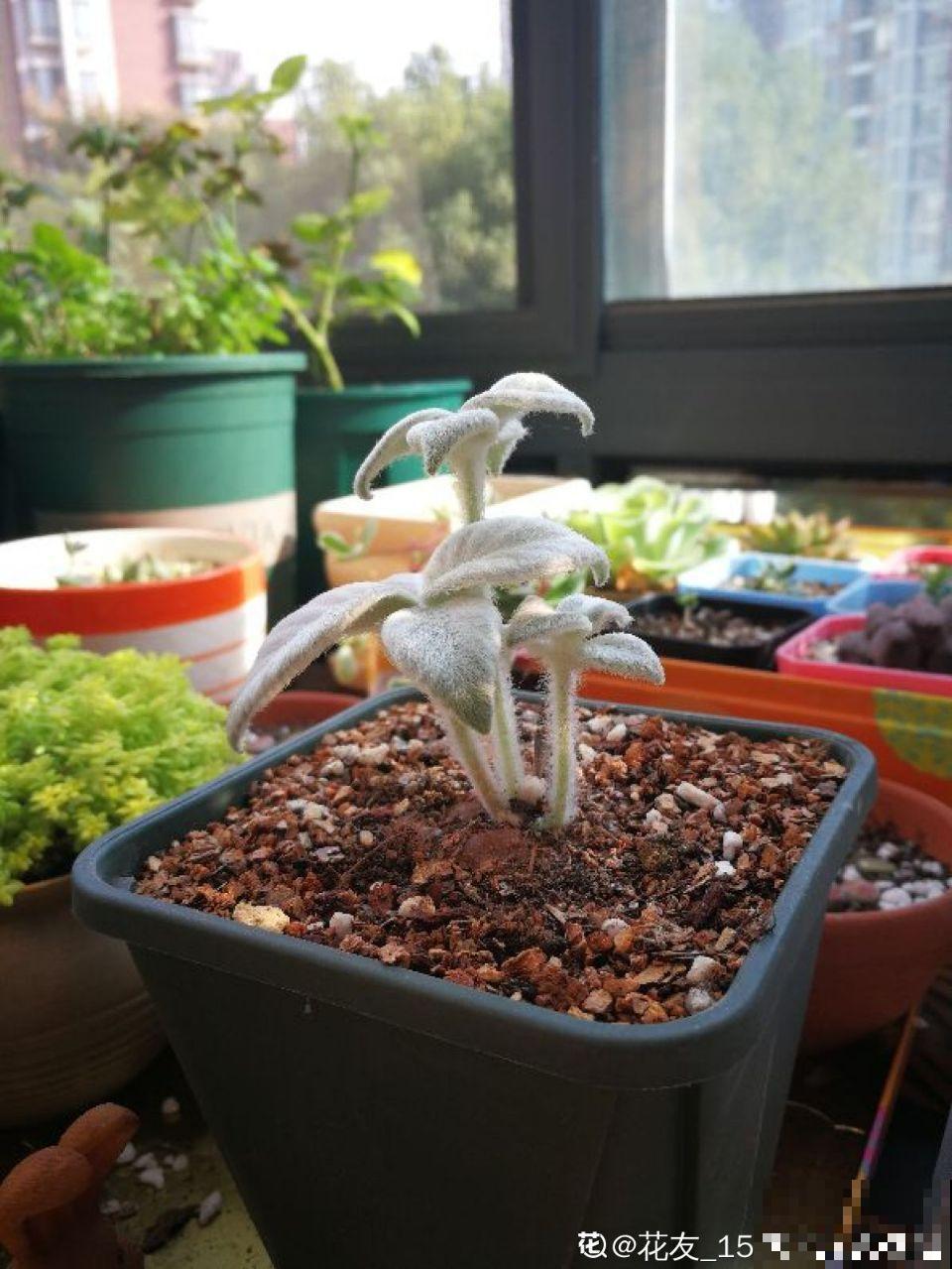 这花真让人眼馋，邻居天天跑来要，烦都烦死了！