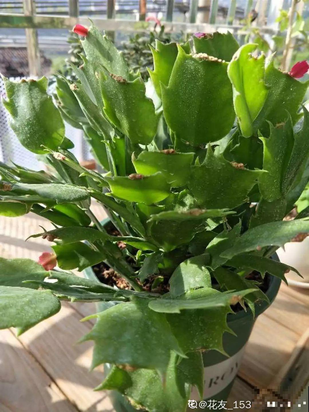 刚冒出来的花苞，被老妈撸去一大半，花竟然越长越好看！