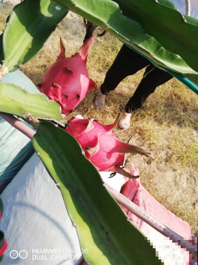这样打理火龙果盆栽，结出来的果实又香又甜，不愁吃