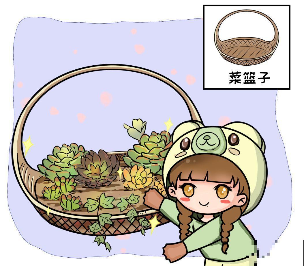 刚买回来的多肉，用它缓苗，省了垫颗粒物做排水层！
