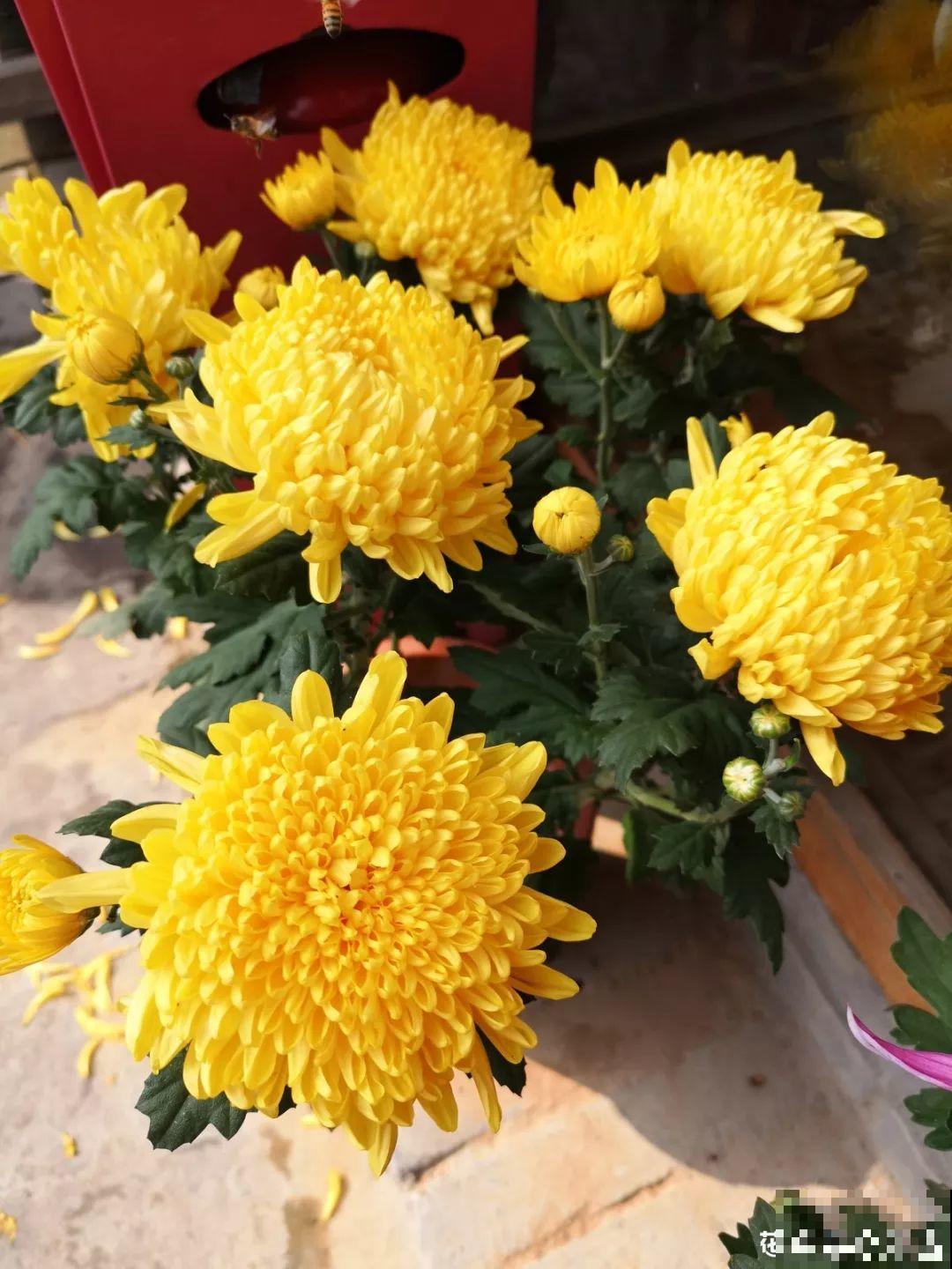 秋天最美、最耐寒的花，开花遍地金黄，看一眼就挪不动地！