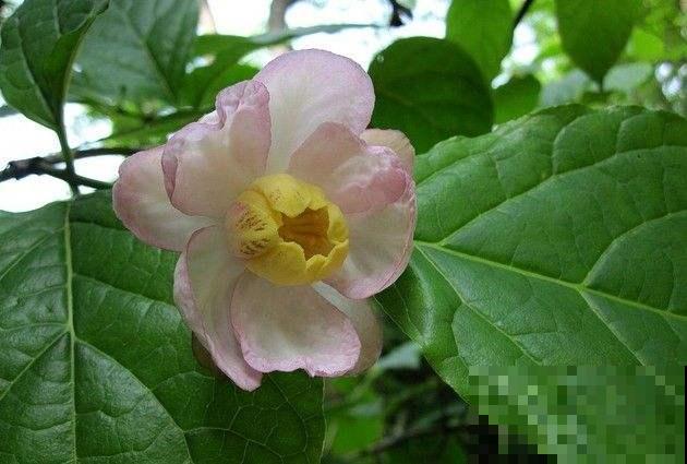 这种国家珍稀花正是结果期，捡到一粒就发大财，回家赶紧种盆里