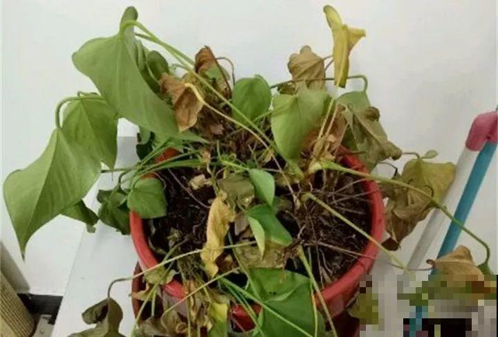 30种花冬天浇水技巧，根不烂，来年春天猛蹿新叶！