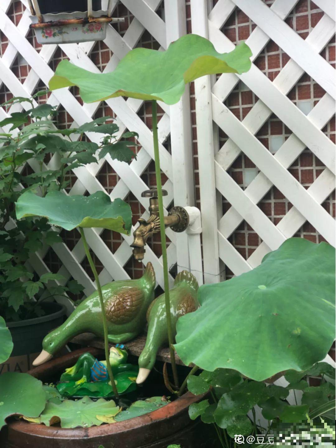 不同季节种不一样的花，这样的院子，才是我心中的世外桃源！