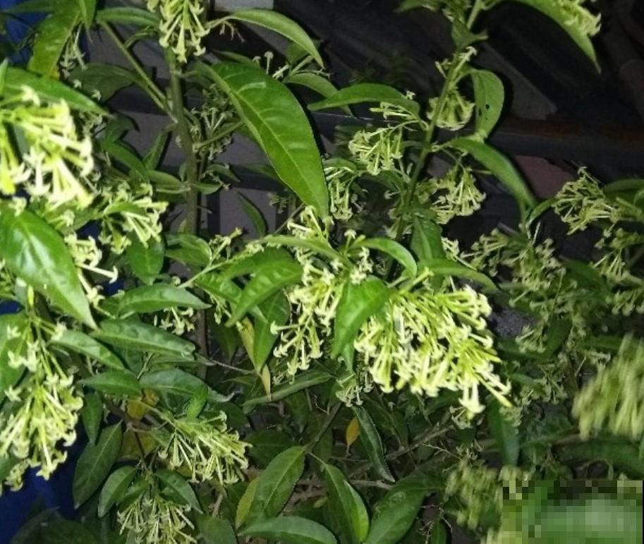 这花晚上才开花，香气十足，千万不要放卧室里面！