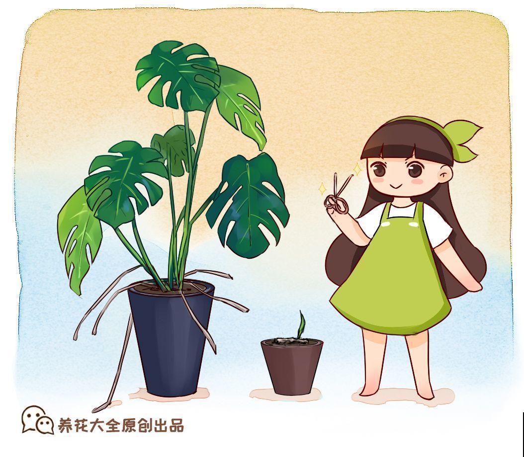 4种花爱长胡子，越多长越好，看到了可别瞎剪！