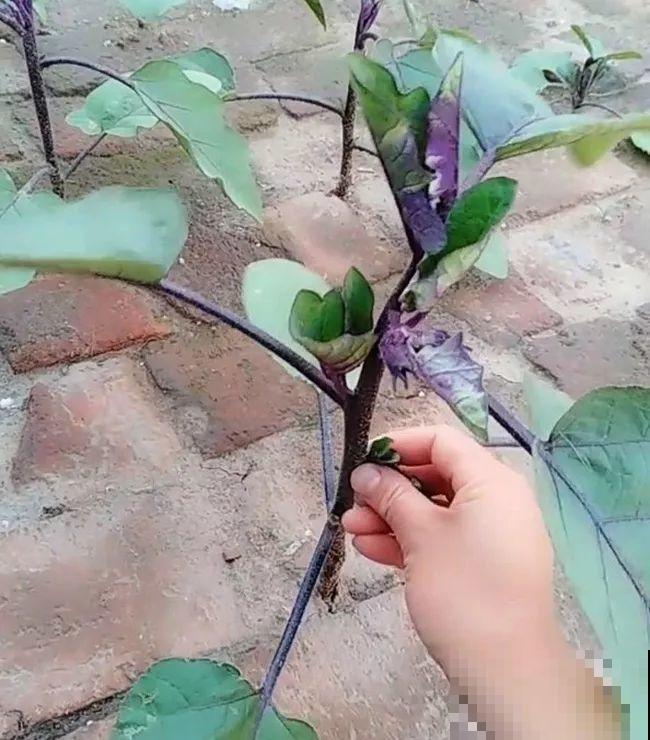 空荡荡的砖地,被她种了上百颗包菜,一年到头吃不完! 空荡荡的砖地,被她种了上百颗包菜,一年到头吃不完!