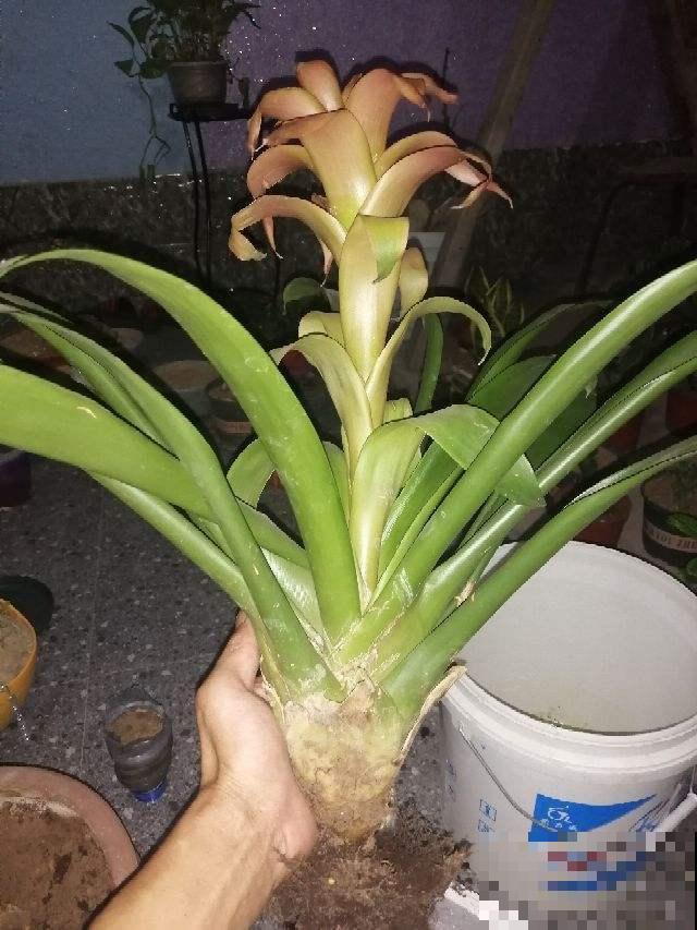 这花光听名字就很吉利，绿叶红花可喜庆了，适合养在家里！
