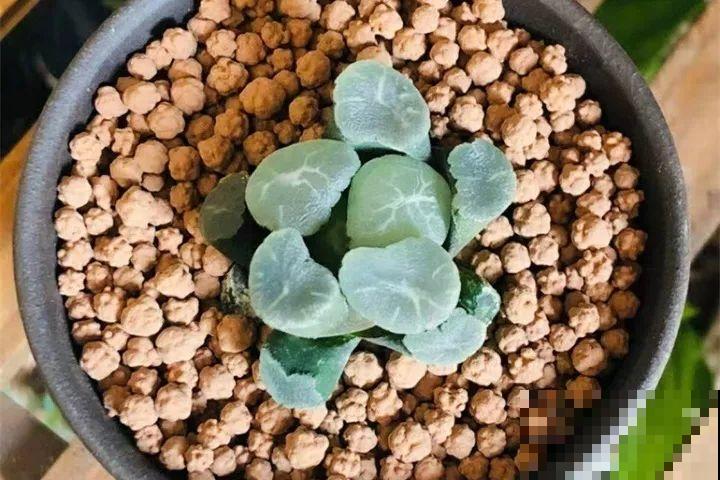 8种多肉不抗晒，颜色都能给晒没了，赶紧挪个地儿！